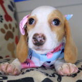 Dumpling Dachshund 04
