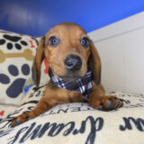 Dusk Dachshund 02 Dusk Dachshund 02