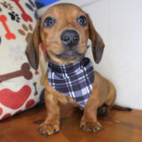 Dusk Dachshund 03 Dusk Dachshund 03