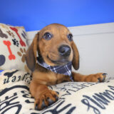 Dusk Dachshund 04 Dusk Dachshund 04