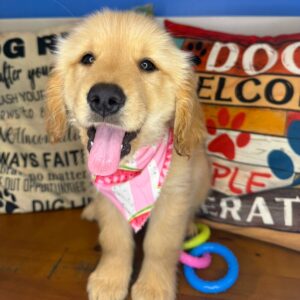 Emi Golden Retriever 01