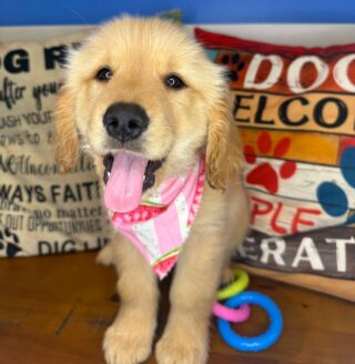 Emi Golden Retriever 01
