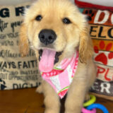 Emi Golden Retriever 02