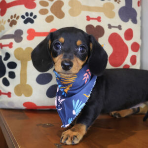 Eska Dachshund 01