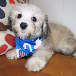Fendi Bichapoo 01