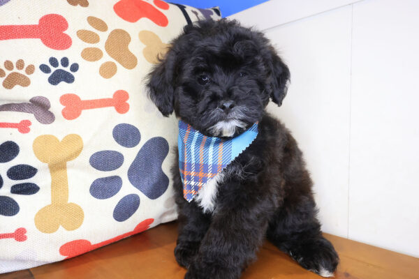 Ferdinand Shihpoo 01