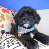 Ferdinand Shihpoo 03