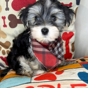 Fidget Morkie 01