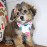 Flare Bichapoo 01