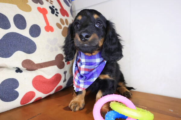 Florence Dachshund 01