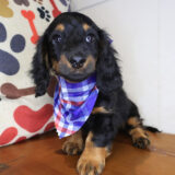 Florence Dachshund 01