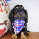 Florence Dachshund 04
