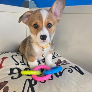 Frodo American Corgi 01