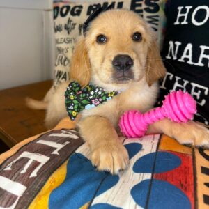 Funky Golden Retriever 01