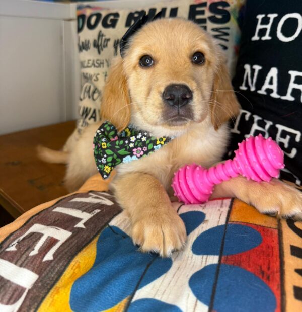Funky Golden Retriever 01