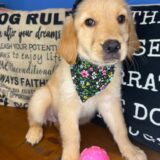 Funky Golden Retriever 02