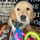 Funky Golden Retriever 03