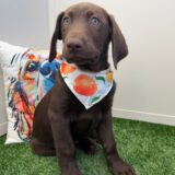 Gatsby Labrador Retriever 02