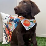 Gatsby Labrador Retriever 03