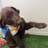Gatsby Labrador Retriever 04