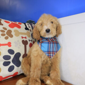 Gideon Goldendoodle 01