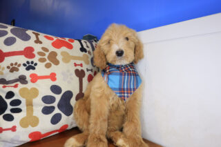 Gideon Goldendoodle 01
