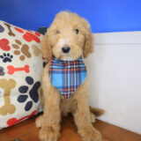 Gideon Goldendoodle 03