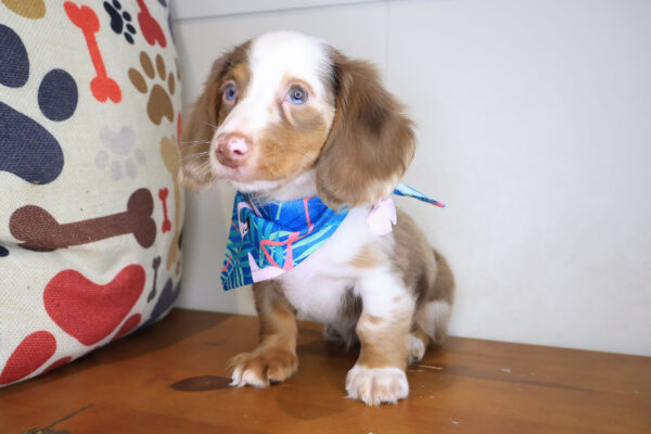 Gizzy Dachshund 01