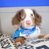 Gizzy Dachshund 02