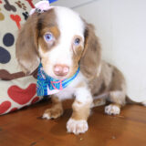 Gizzy Dachshund 03