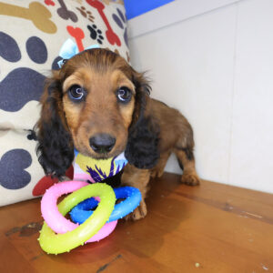 Griff Dachshund 01
