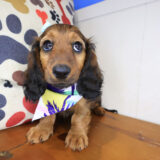 Griff Dachshund 04