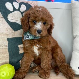 Grizzly Cavapoo 01