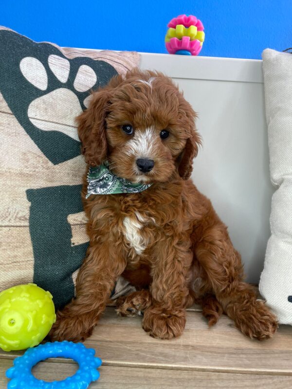 Grizzly Cavapoo 01