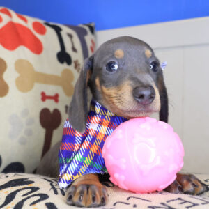 Gucci Dachshund 01