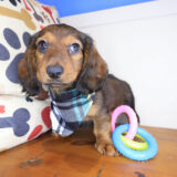 Hamish Dachshund 01