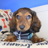 Hamish Dachshund 02