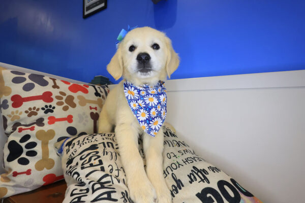 Hattie Golden Retriever 01