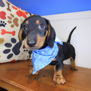 Hendrix Dachshund 01
