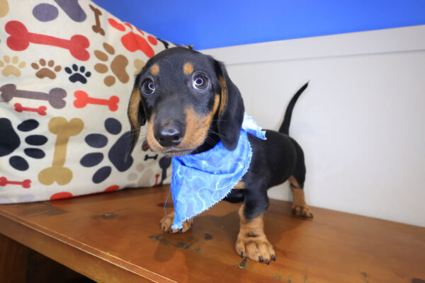 Hendrix Dachshund 01