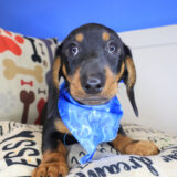 Hendrix Dachshund 02