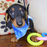 Hendrix Dachshund 03