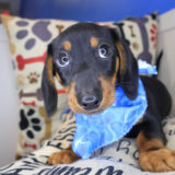 Hendrix Dachshund 04