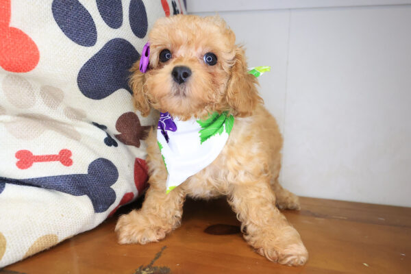 Hermione Poodle 01