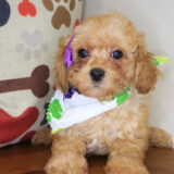 Hermione Poodle 02