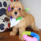 Hermione Poodle 04