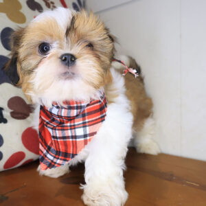 Hero Shih Tzu 01