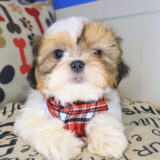 Hero Shih Tzu 02