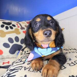 Hooch Dachshund 01