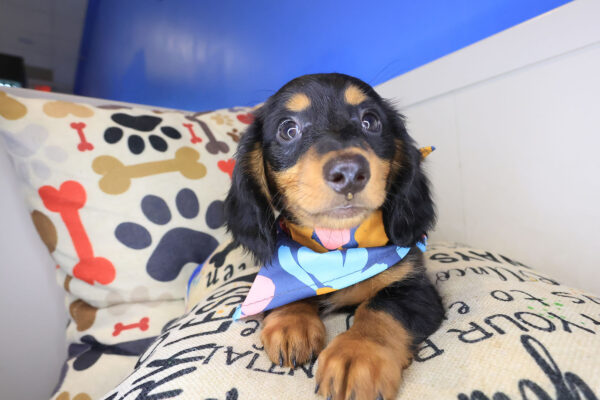 Hooch Dachshund 01